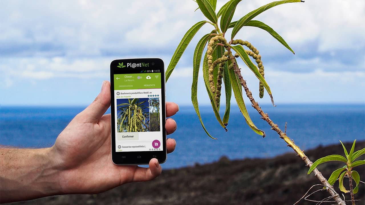 PlantNet: identify a flower with your smartphone